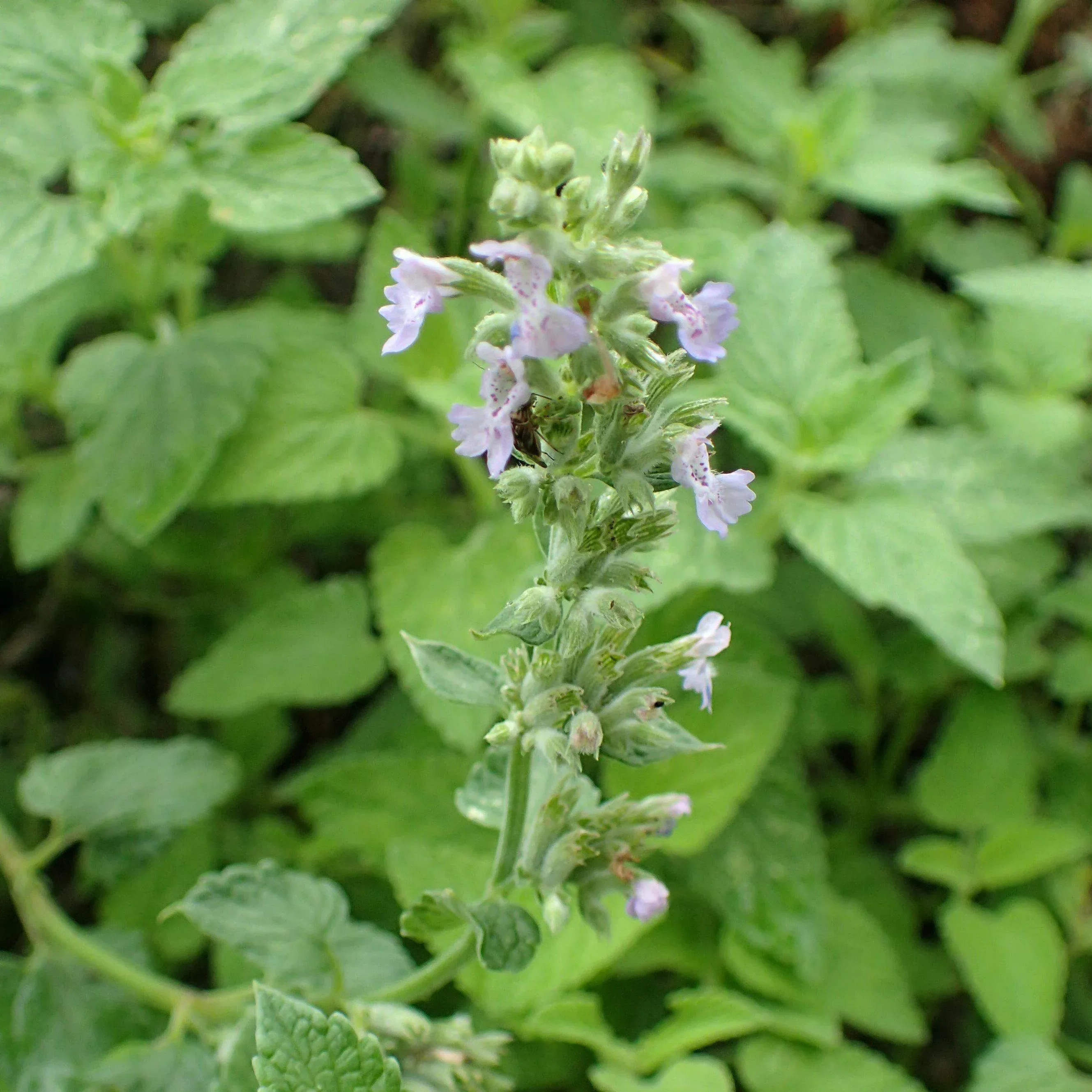 Nepeta racemosa 'Blue Wonder'- Blue Wonder Catmint