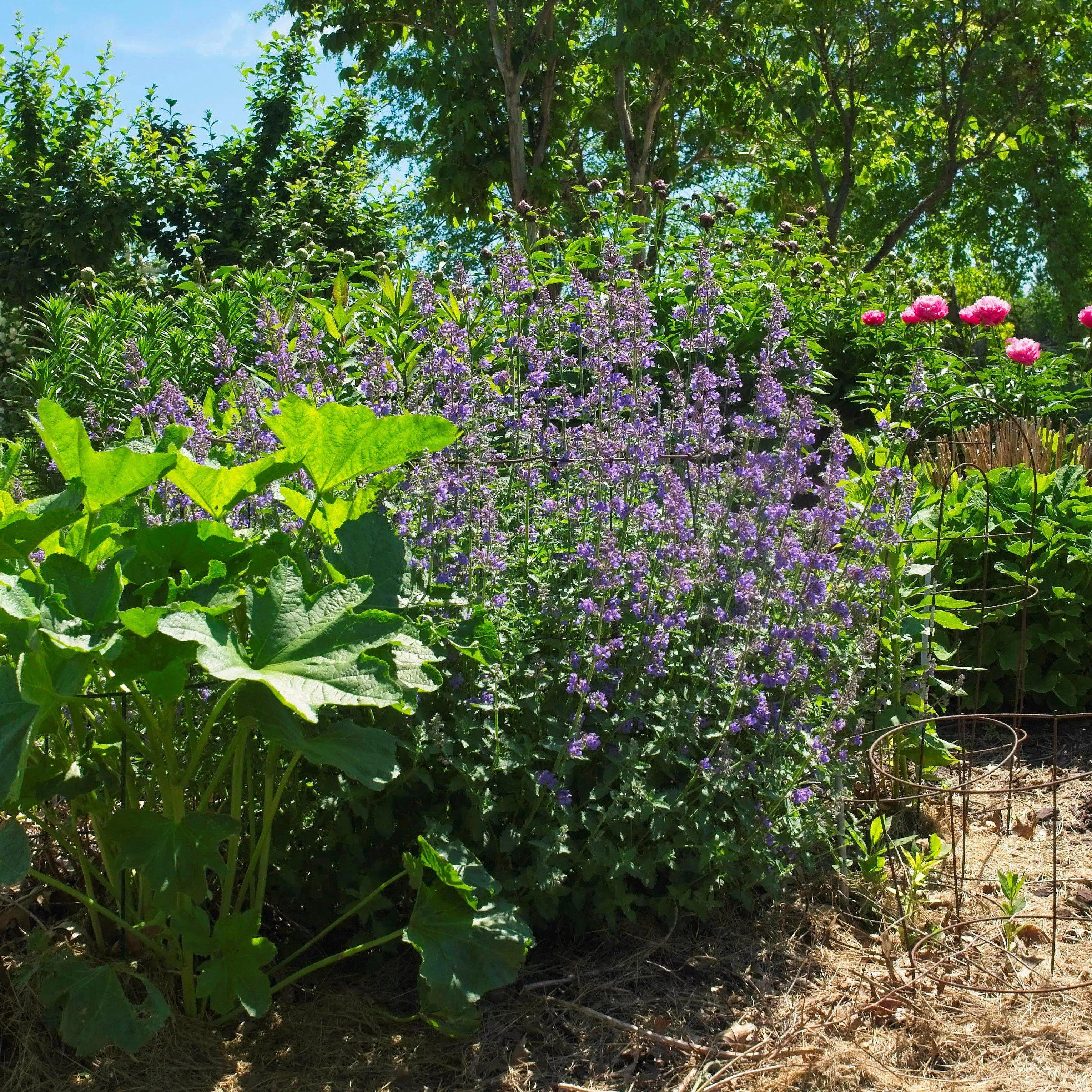 Nepeta racemosa 'Walker's Low'- Walker's Low Catmint