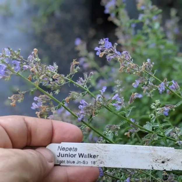 Nepeta x faassenii 'Novanepjun'- Junior Walker™Catmint