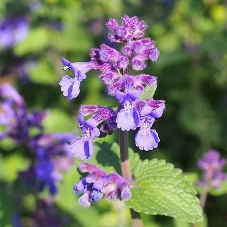 Nepeta x faassenii 'Picture Purrfect'- Picture Purrfect Catmint