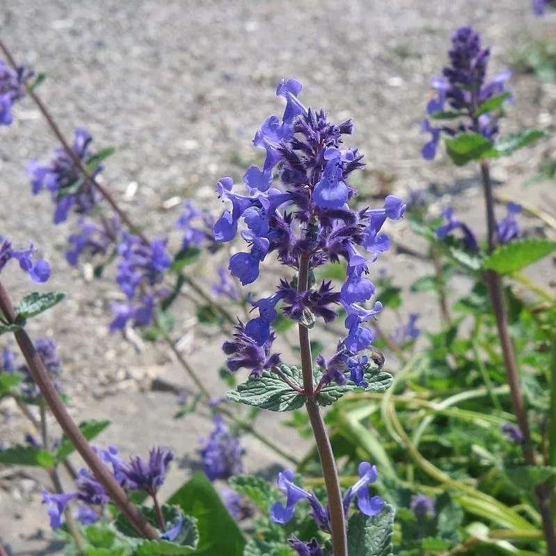 Nepeta x faassenii 'Purrsian Blue'- Purrsian Blue Catmint