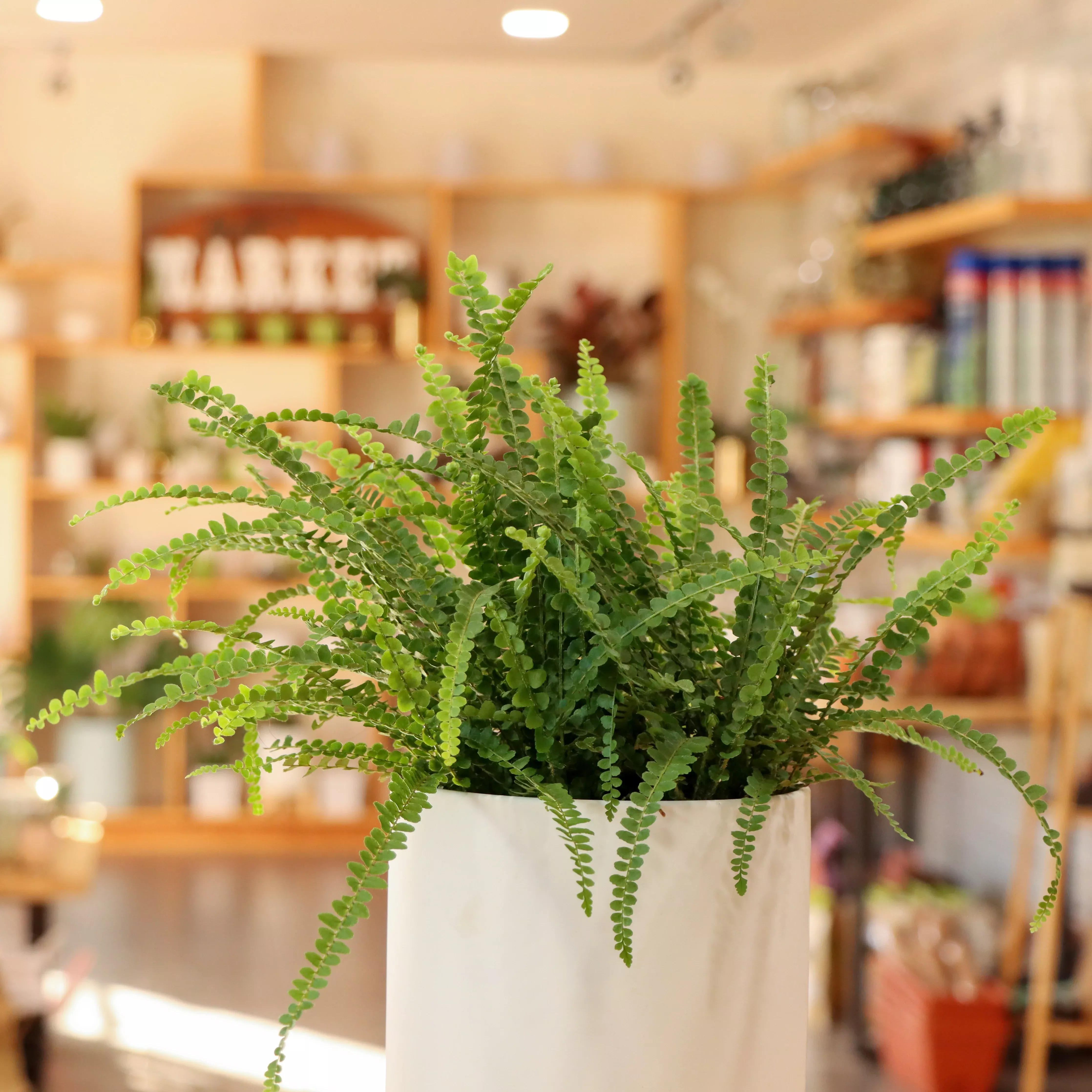 Nephrolepis cordifolia 'Lemon Button Fern'