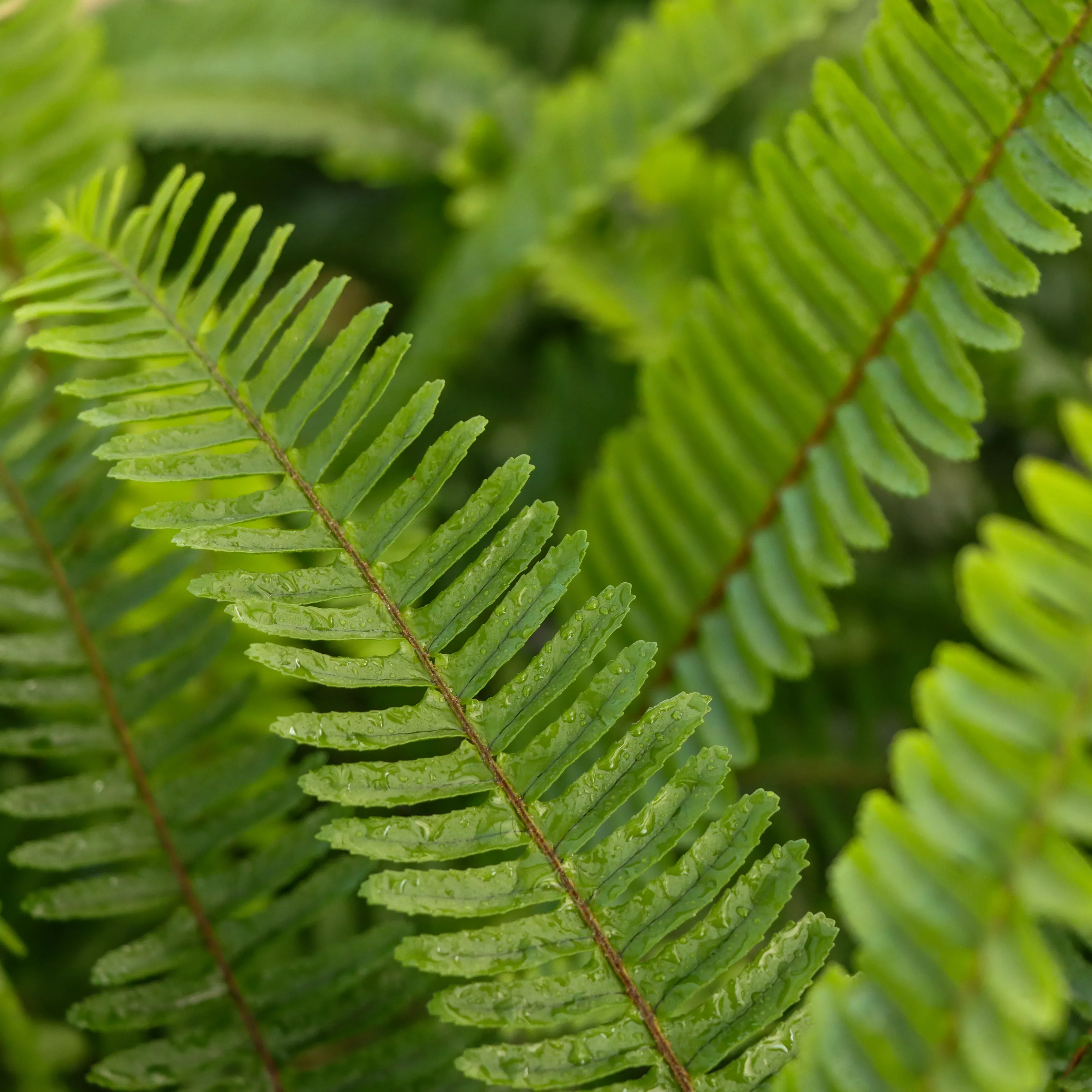 Nephrolepsis cordifolia 'Kupukupu Fern'