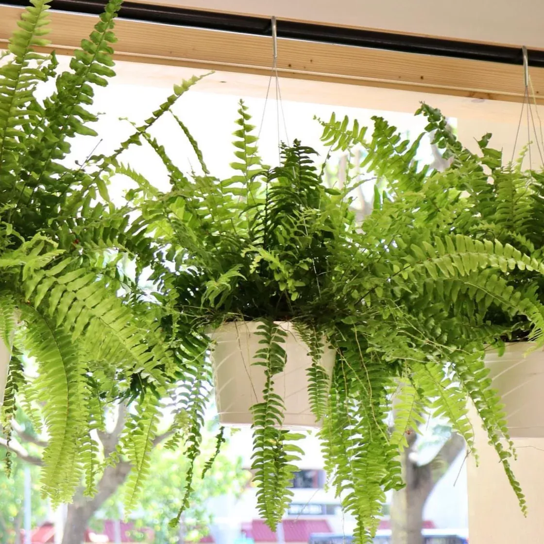 Nephrolepsis exaltata 'Boston Fern'