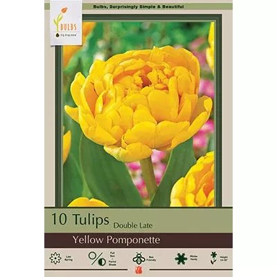 Netherland Bulb Co. Tulip, Yellow Pomponette Bulbs, 8 ct