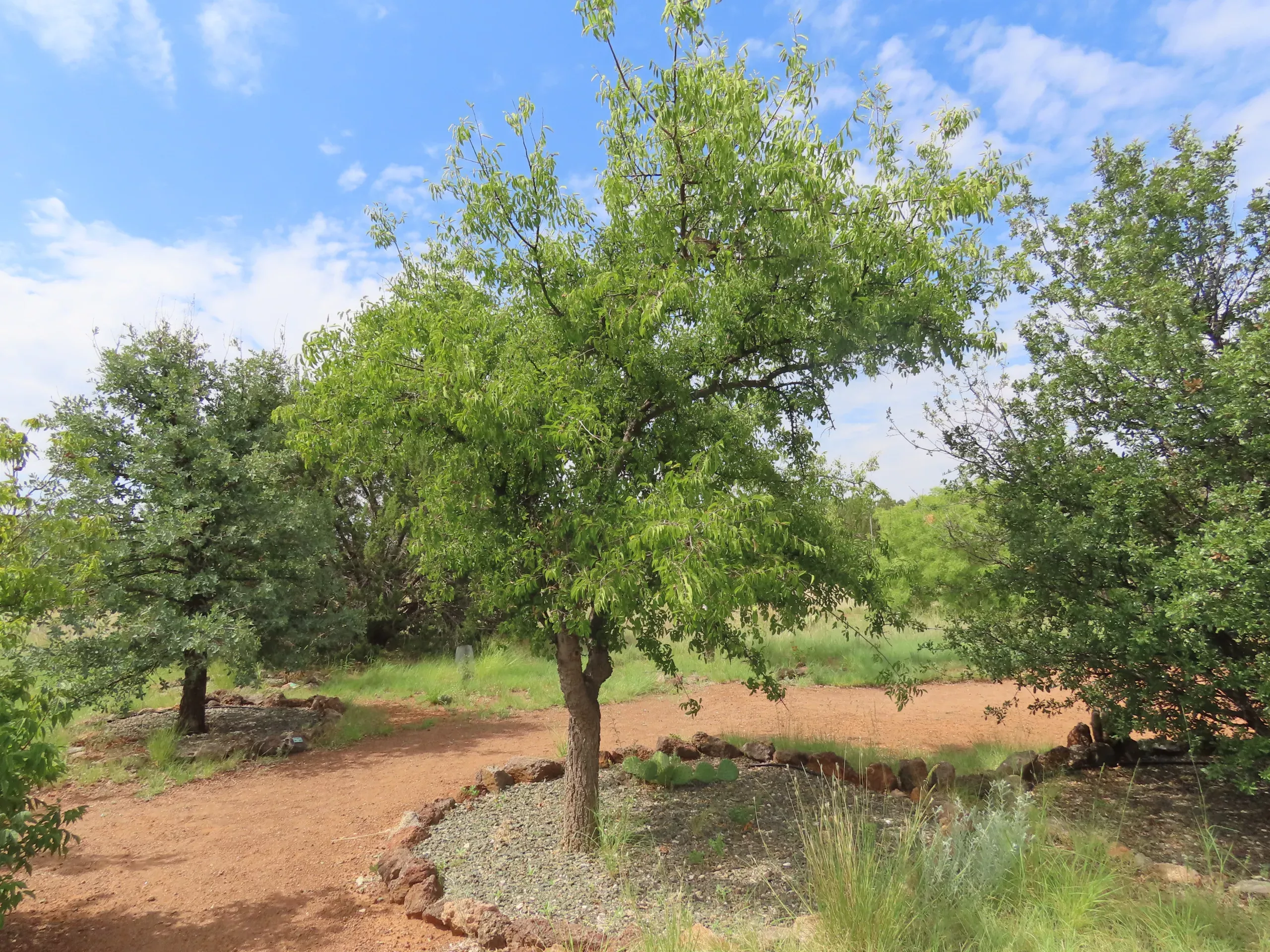 Netleaf Hackberry