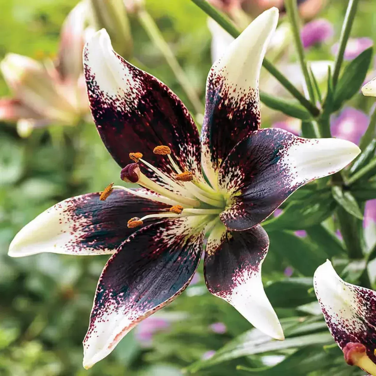 Netty's Pride Lily