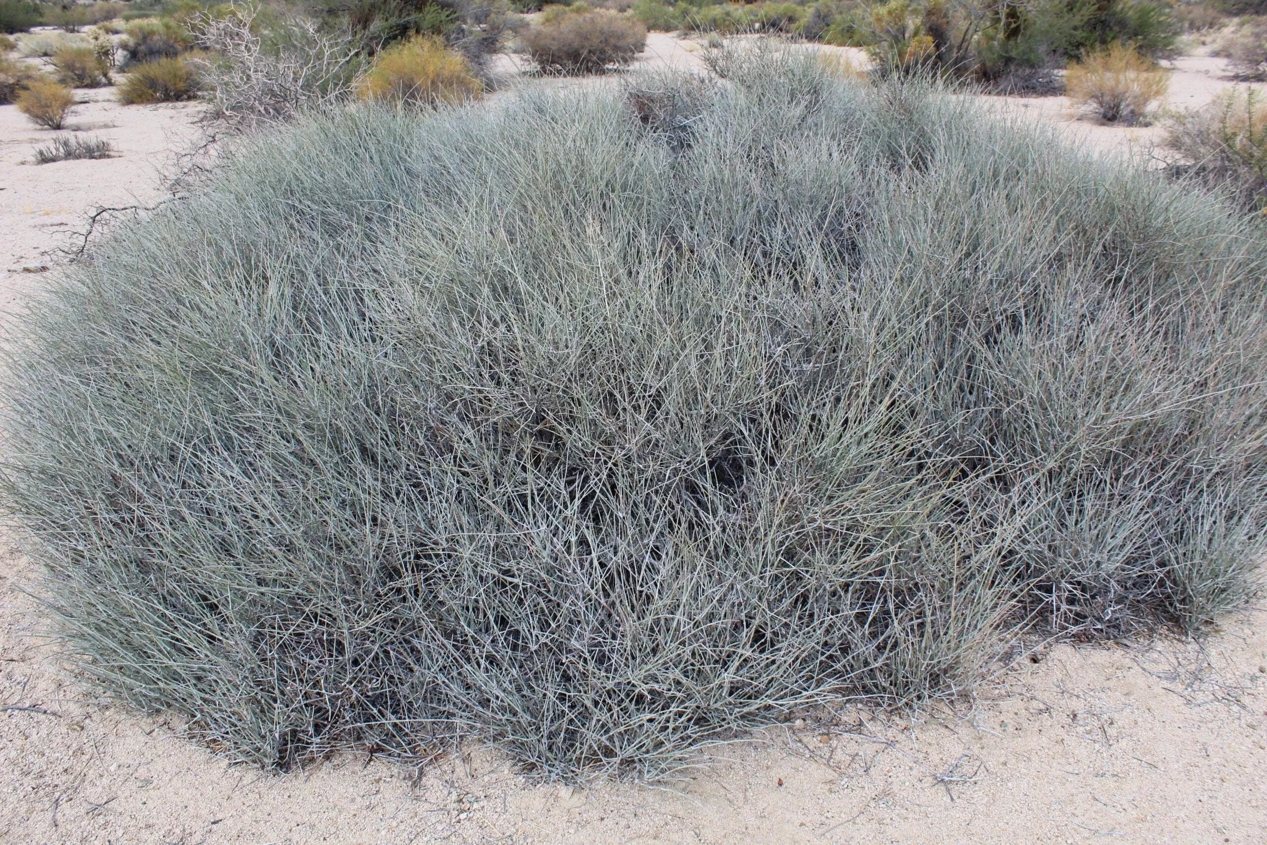 Nevada Mormon Tea Seeds, Medicinal Mountain Tea, E. Nevadensis EP0220