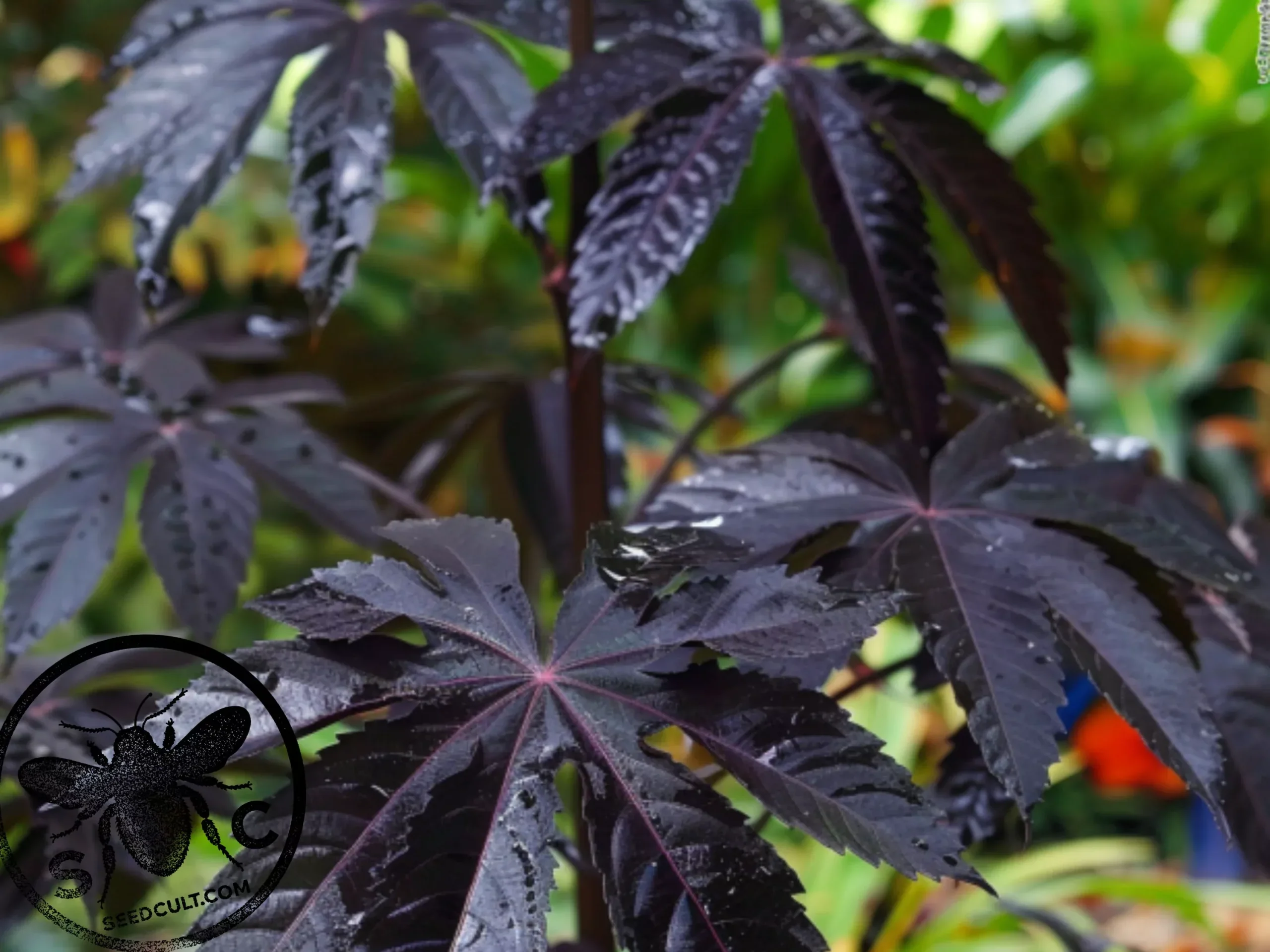 NEW! 5 Black New Zealand Castor Bean Seeds, Castor Oil Bean Seeds, Ricinus communis, RI0205