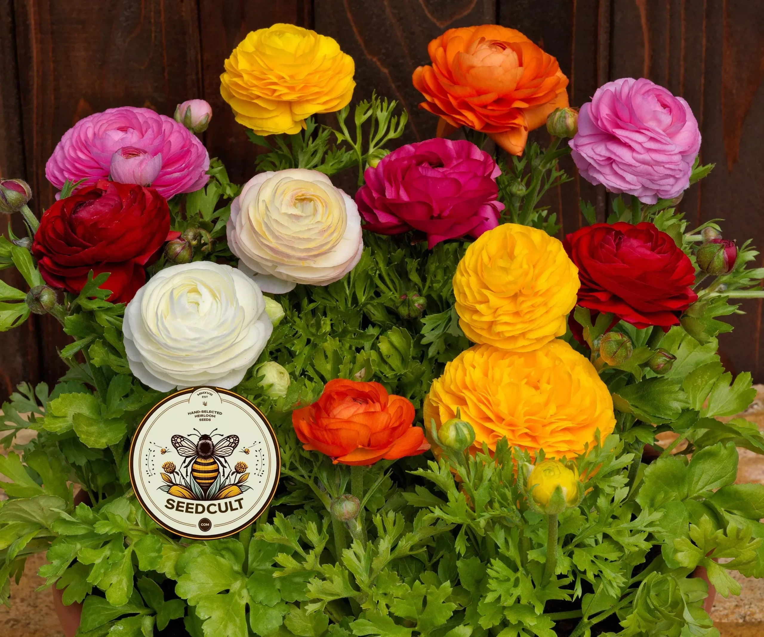 NEW! Bloomingdale Mix Ranunculus Seeds, Compact Container, Ranunculus Asiaticus, RN0220