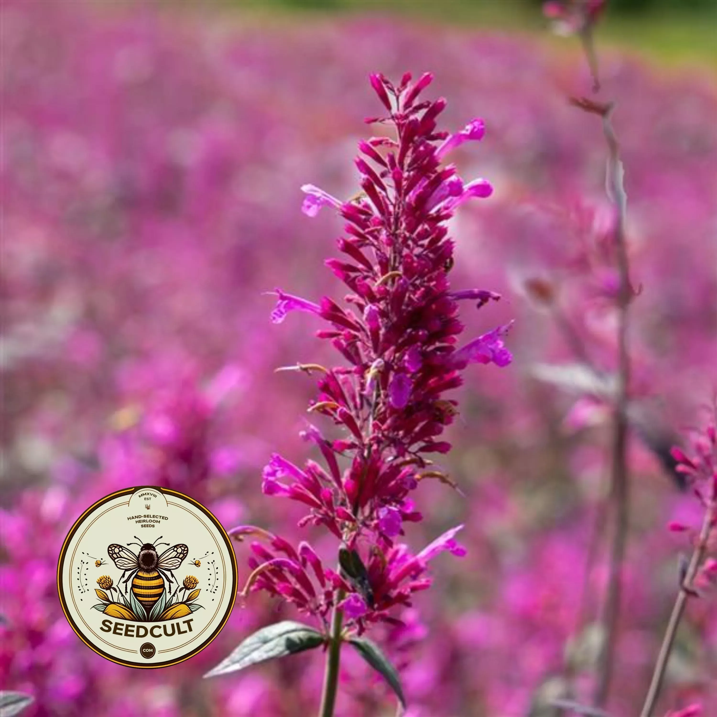 NEW! Cana Zuni Agastache Seeds, Violet Hot Pink Agastache Cana AG0425