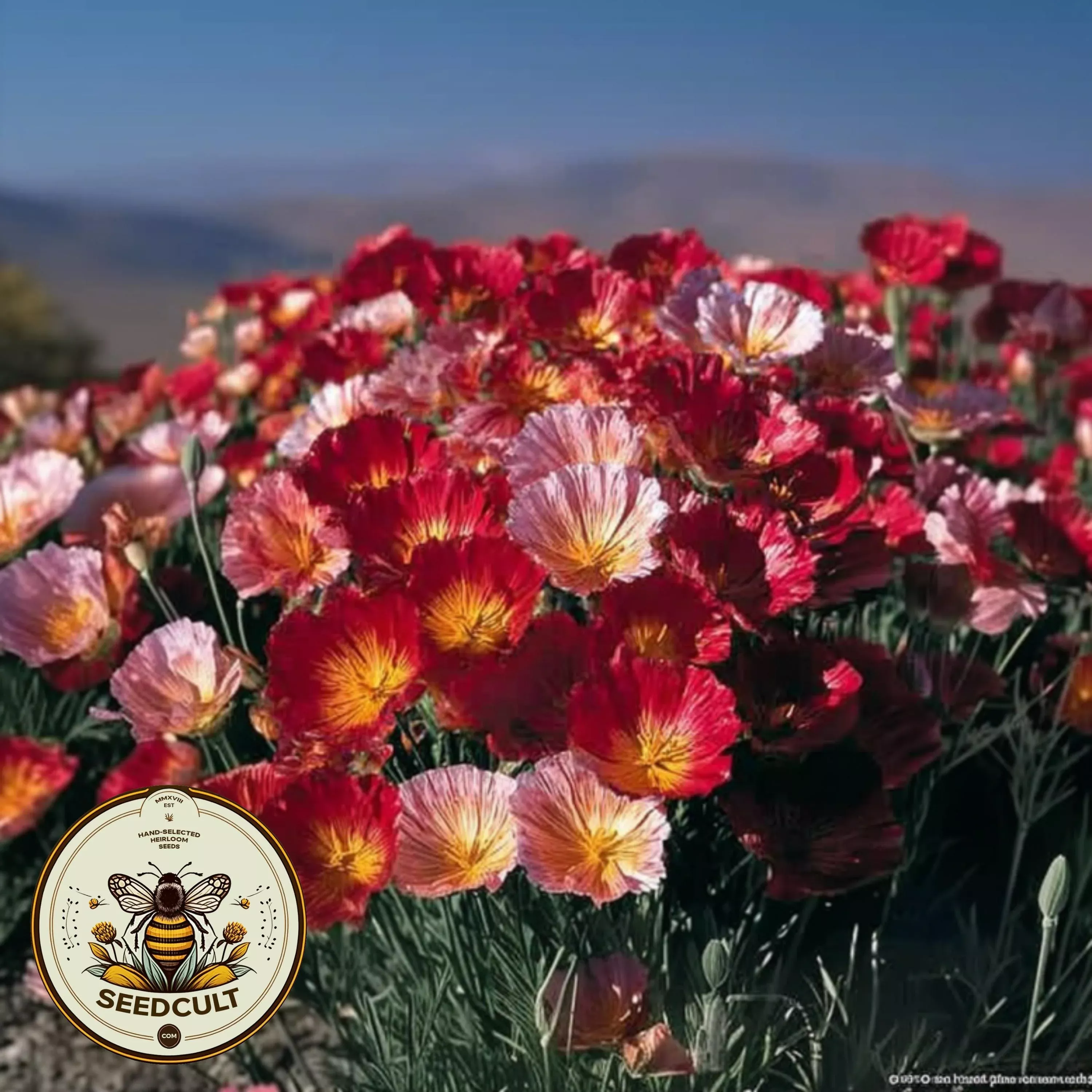 NEW! Champagne and Roses California Poppy Seeds, Eschscholzia Californica, EZ0725