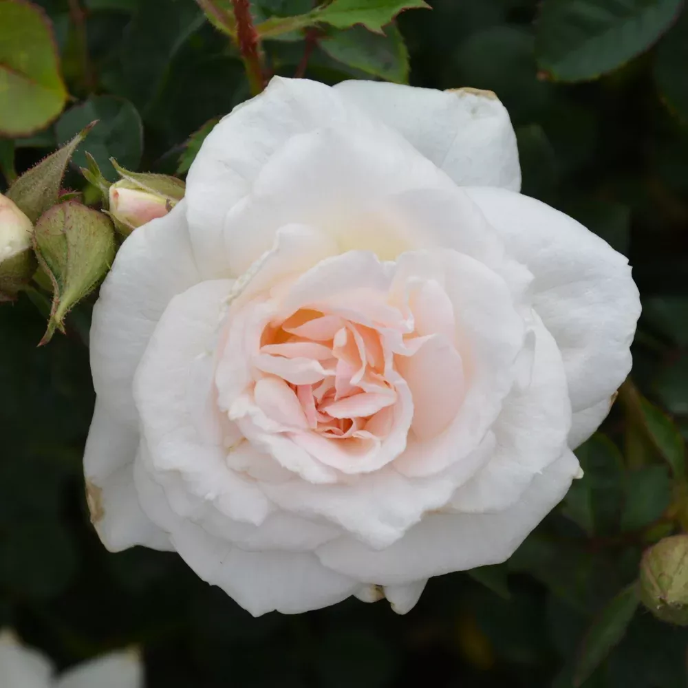 New Dawn Rose