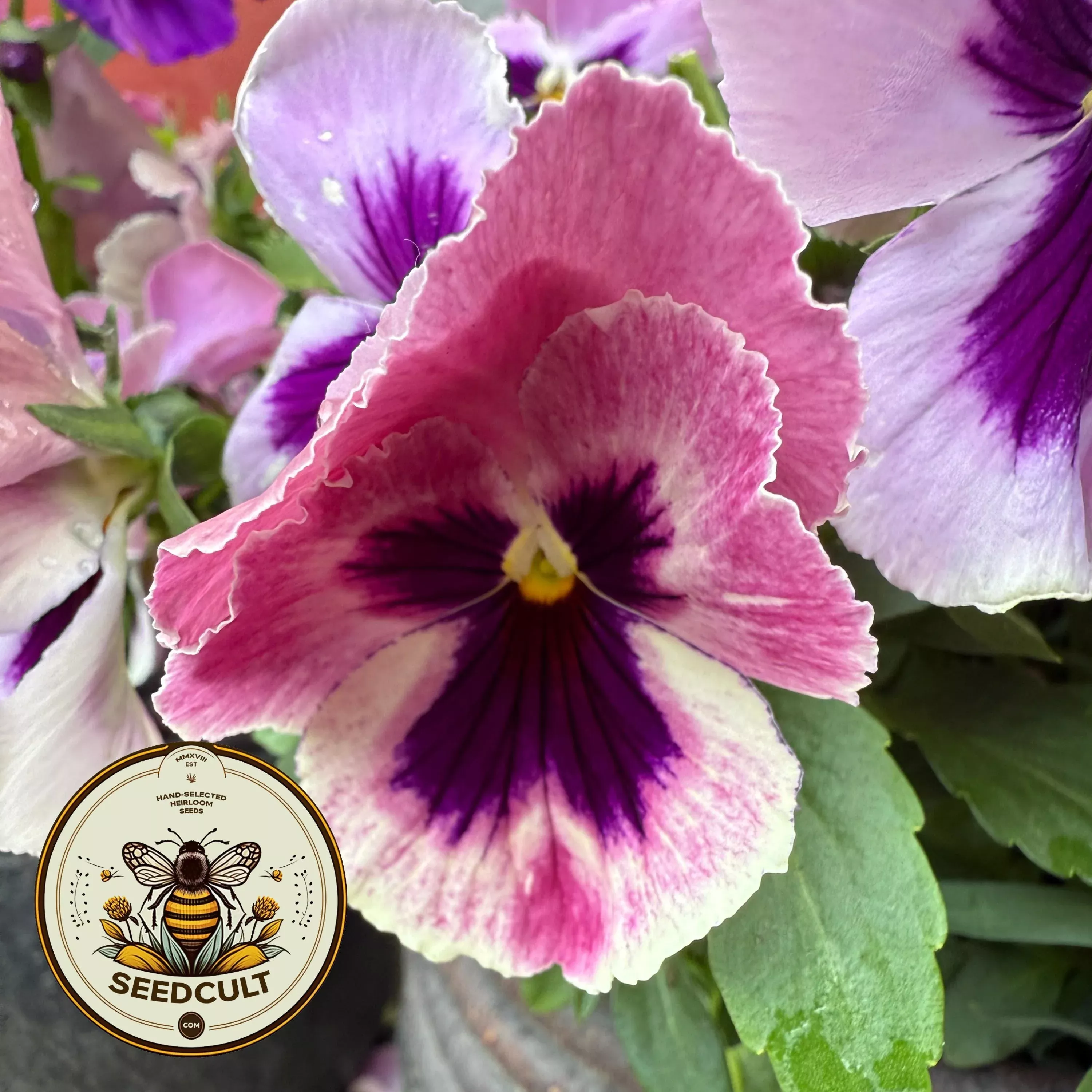 NEW! Delta Pink Shades Pansy Seeds, Viola x wittrockiana VL3620