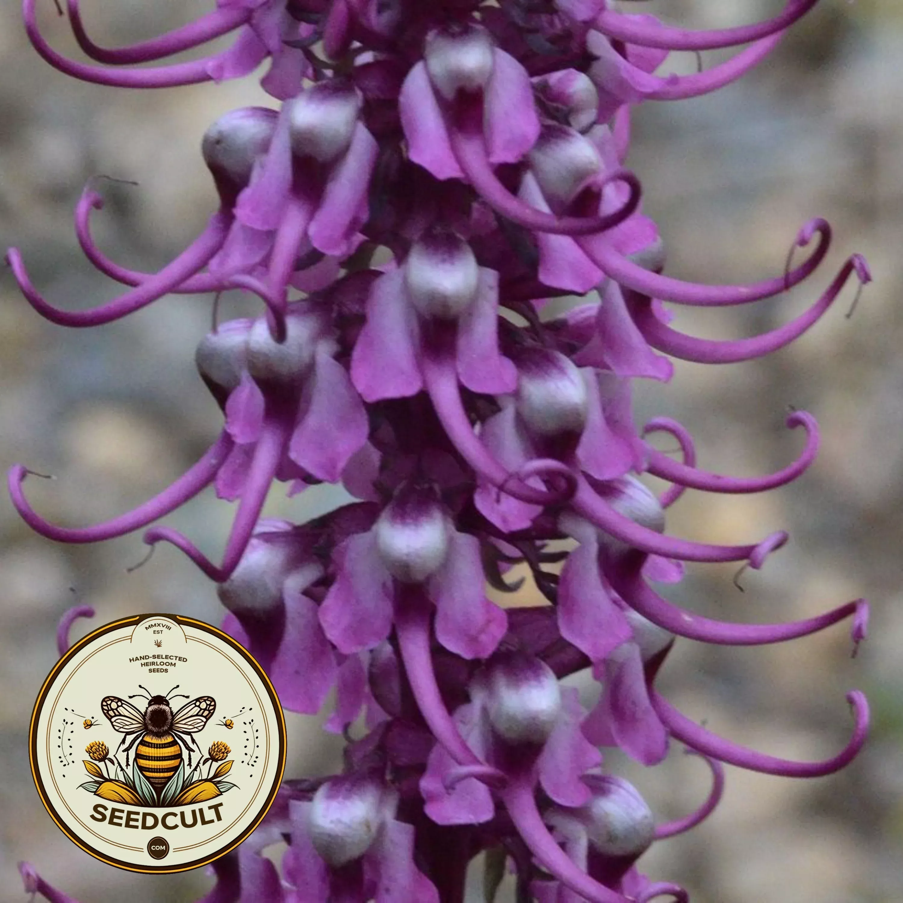NEW! Elephant's Head, US Native Widlflower, Greenland Lousewort, Pedicularis Groenlandica, PD0120