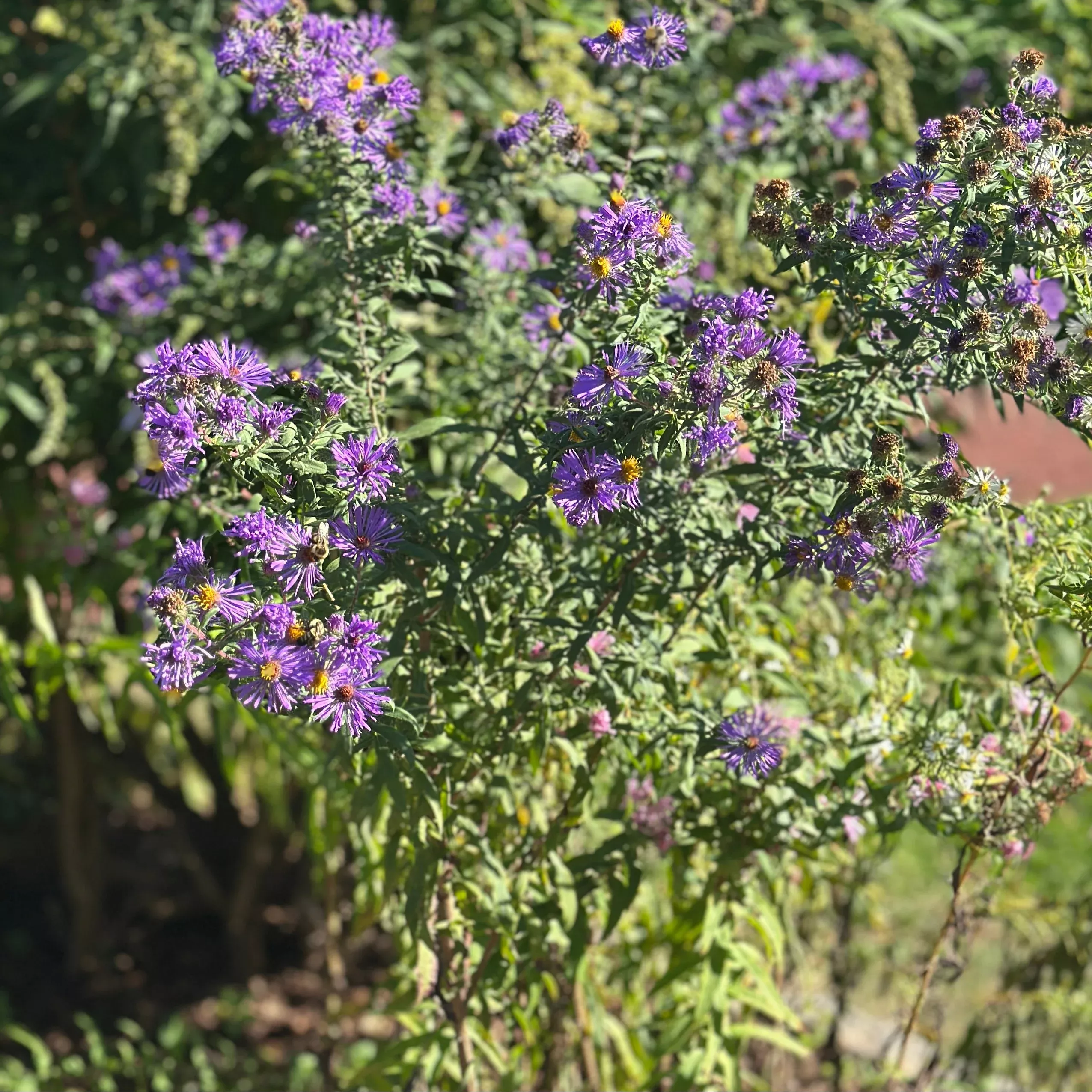 New England Aster