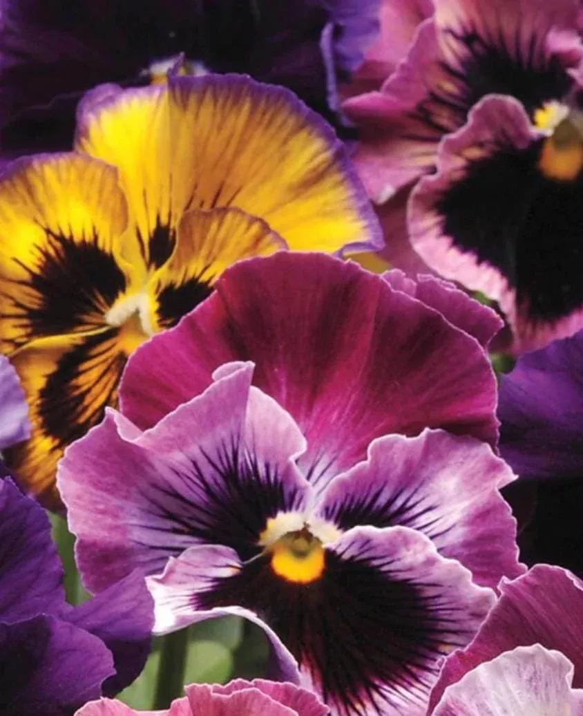 NEW! Fizzy Fruit Salad Pansy Seeds, Viola wittrockiana VL4320