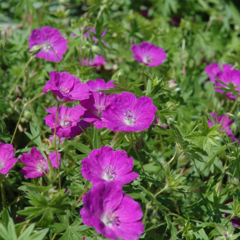 New Hampshire Purple Cranesbill