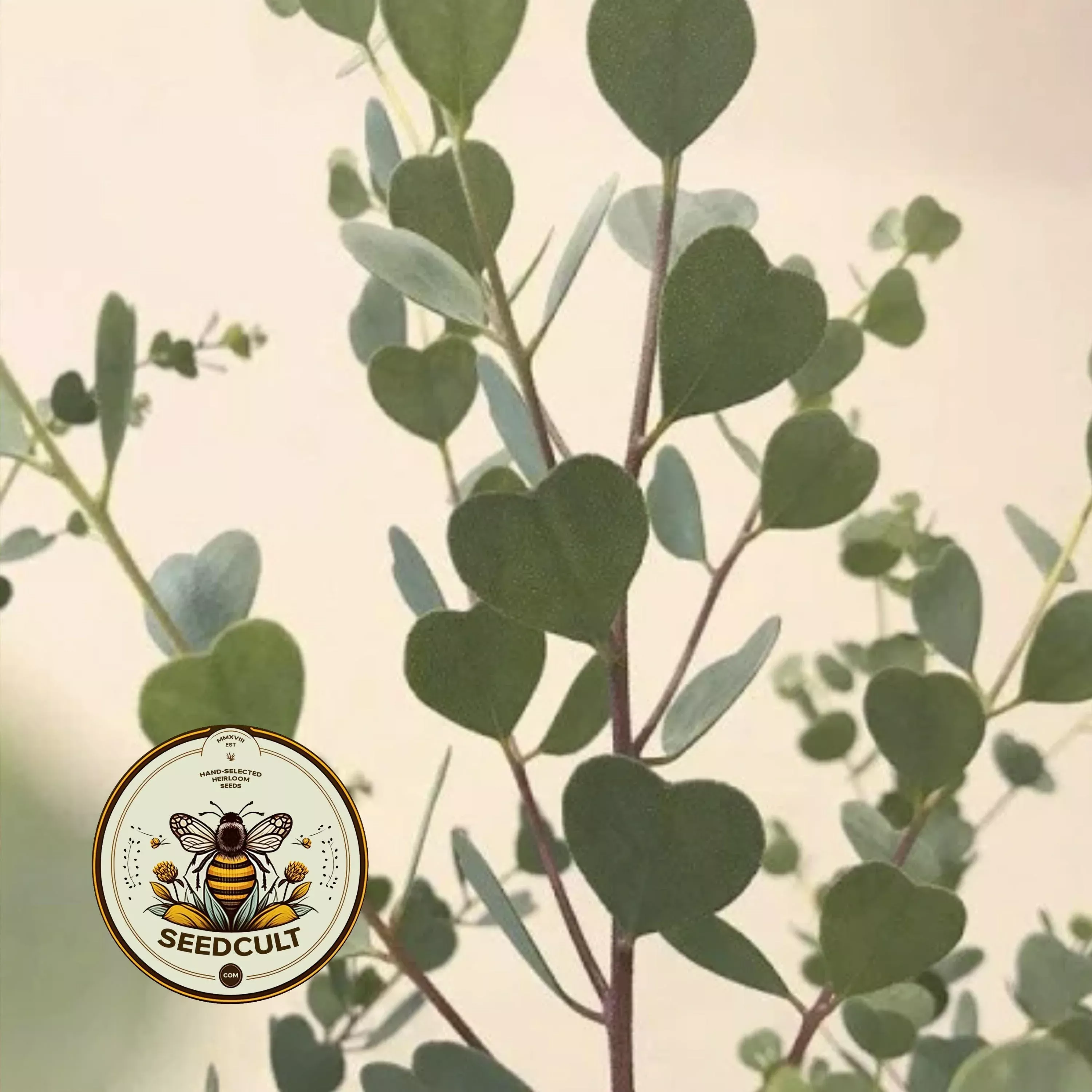 NEW! Heart Leaf Eucalyptus seeds, Indoor House Plant, Webster's Mallee, Eucalyptus Websteriana EU0610