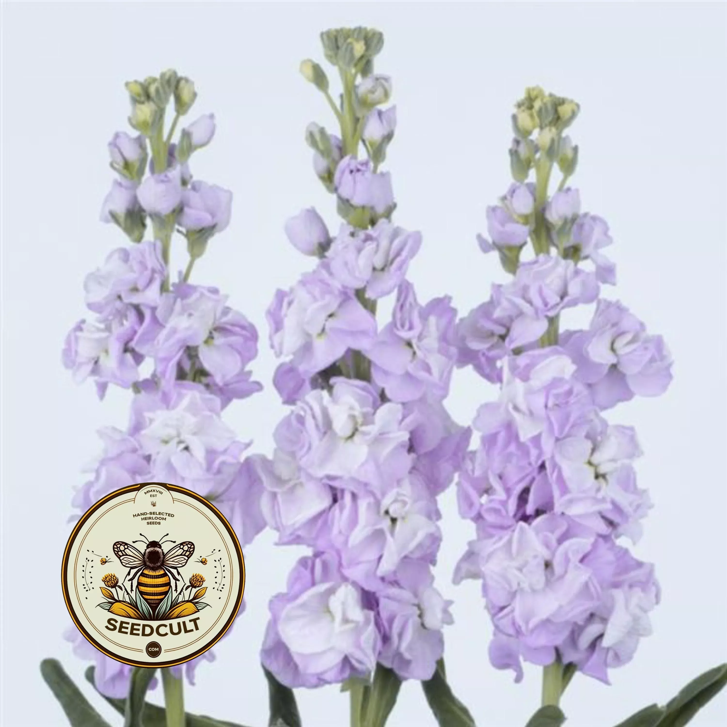 New! Marine Stock Seeds, Early Iron Marine II, Highly fragrant Column Stock, Matthiola Incana MA1650