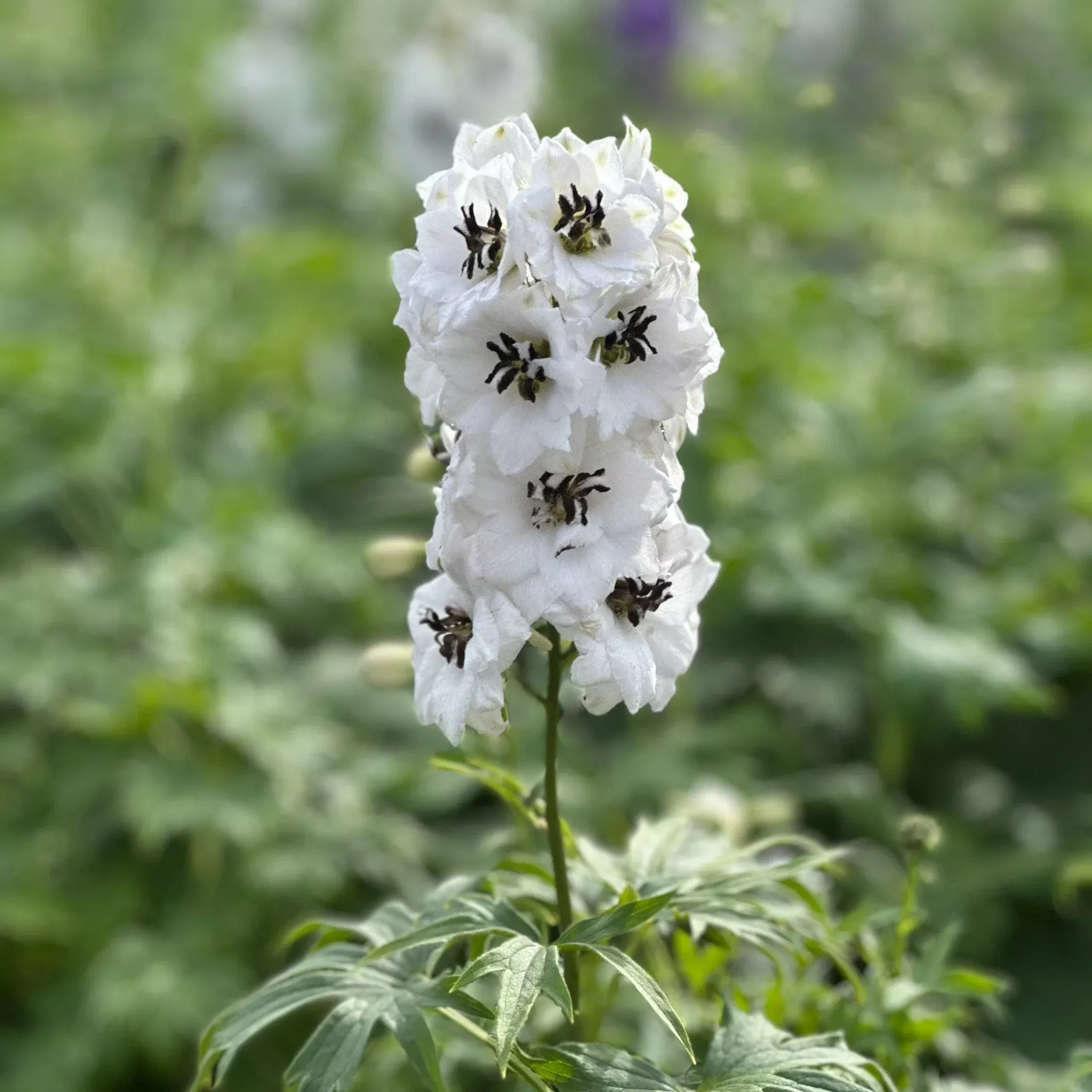 New Millennium™ Black Eyed Angels Hybrid Bee Delphinium