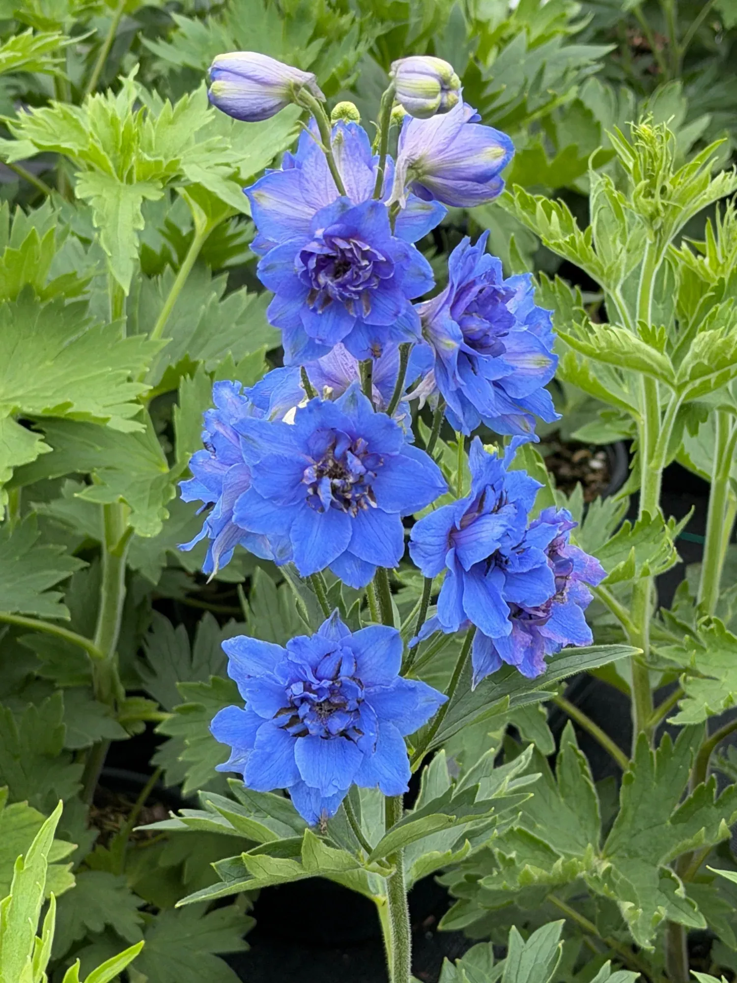 New Millennium™ Blue Buccaneers Hybrid Delphinium