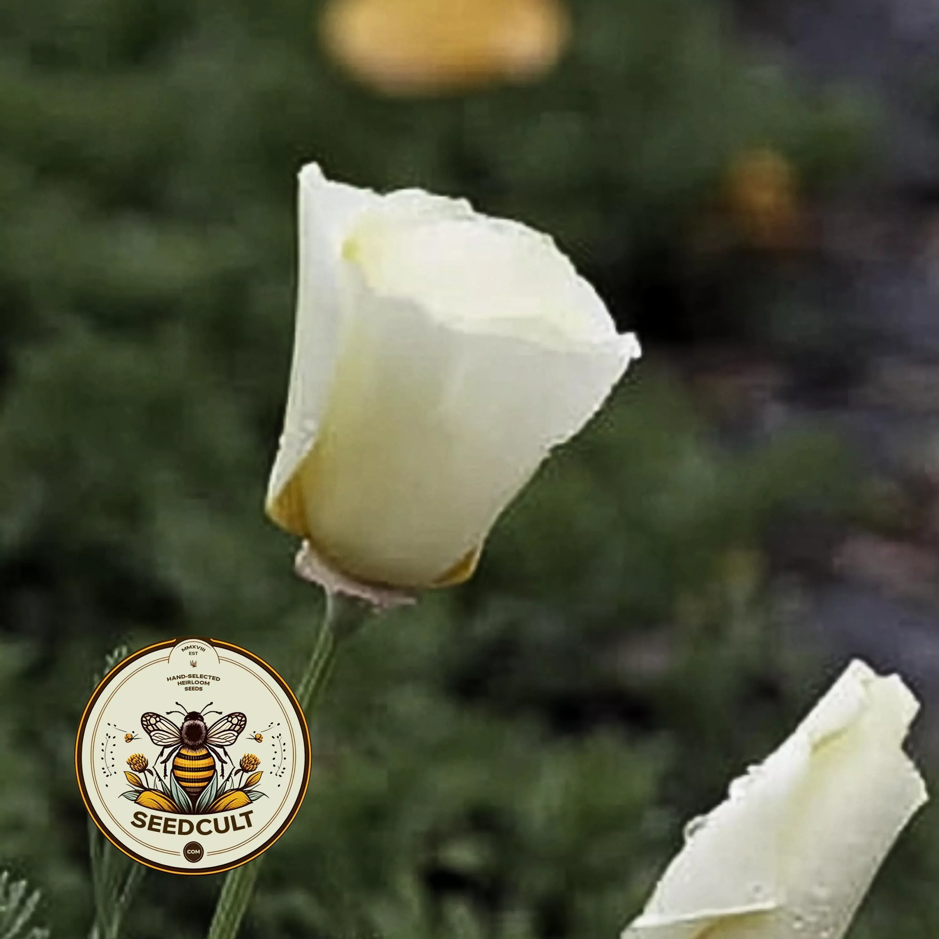 NEW! Moonglow California Poppy Seeds, Eschscholzia Californica, EZ0825