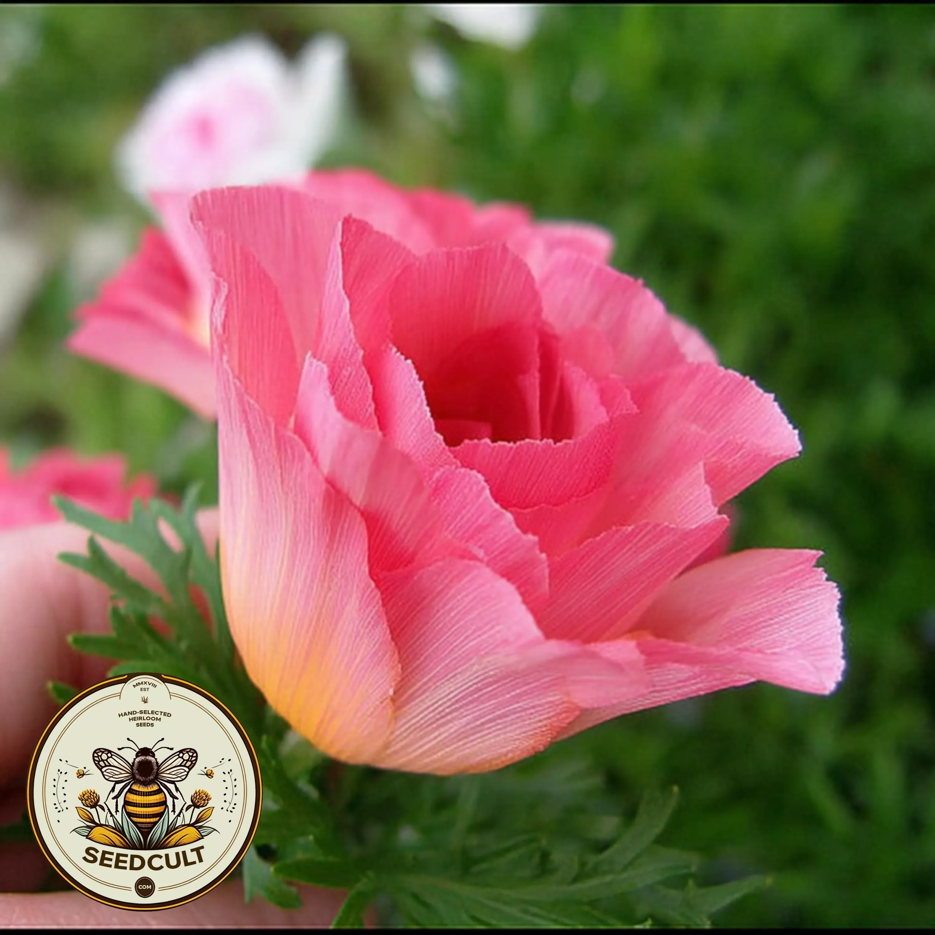 NEW! Rose Chiffon California Poppy Seeds, Thai Silk Eschscholzia Californica, EZ0625