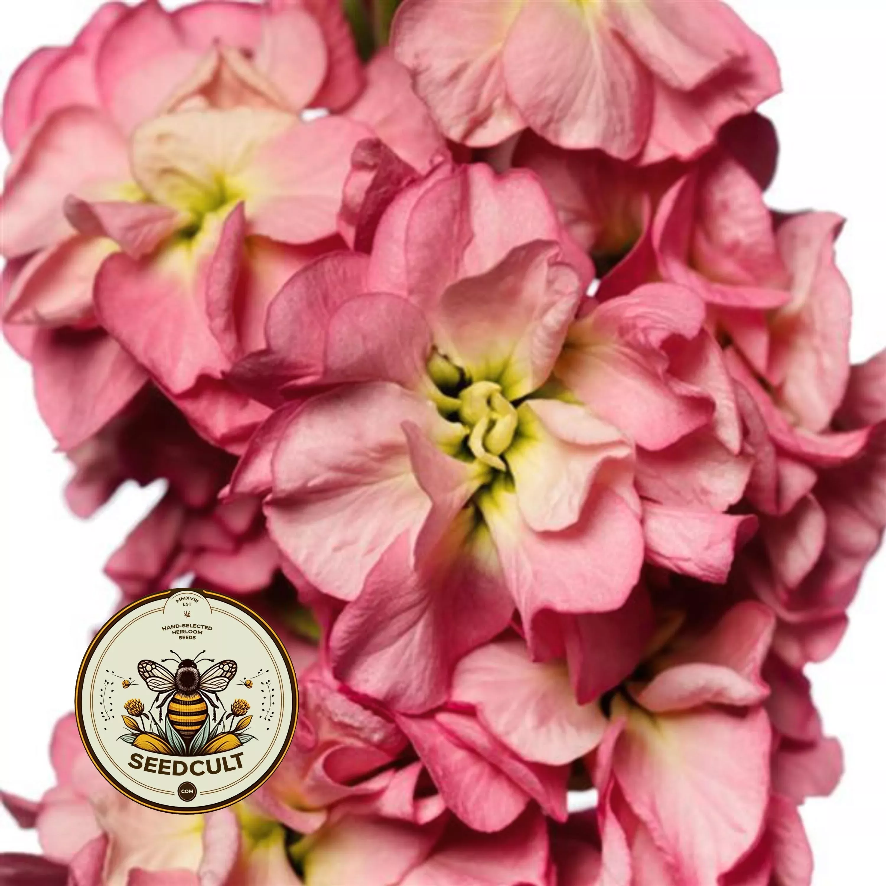 NEW! Rose Gold Antique Stock Seeds, Highly fragrant Column Stock, Matthiola Incana MA1750