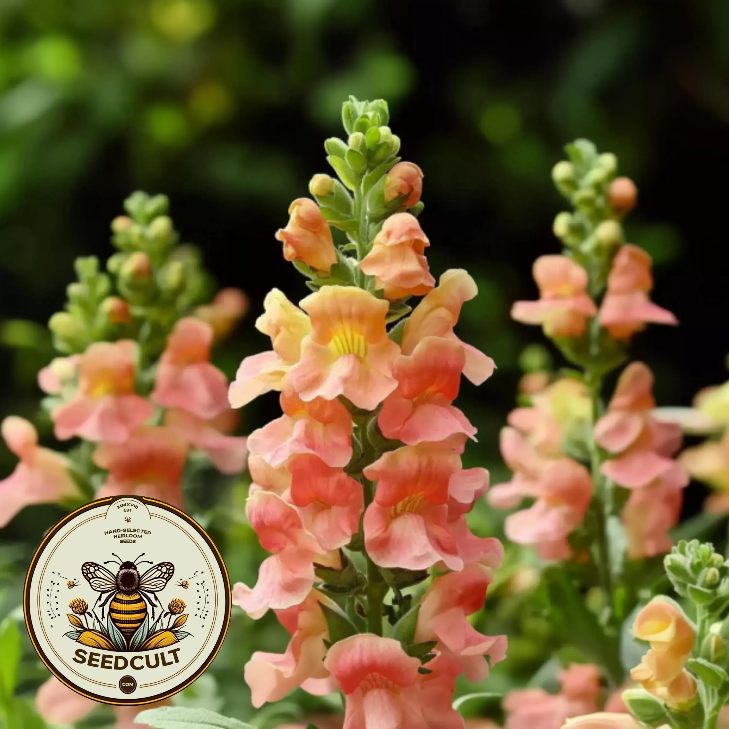 NEW! Snaptini Peach Snapdragon Seeds, Antirrhinum Majus AN5325P