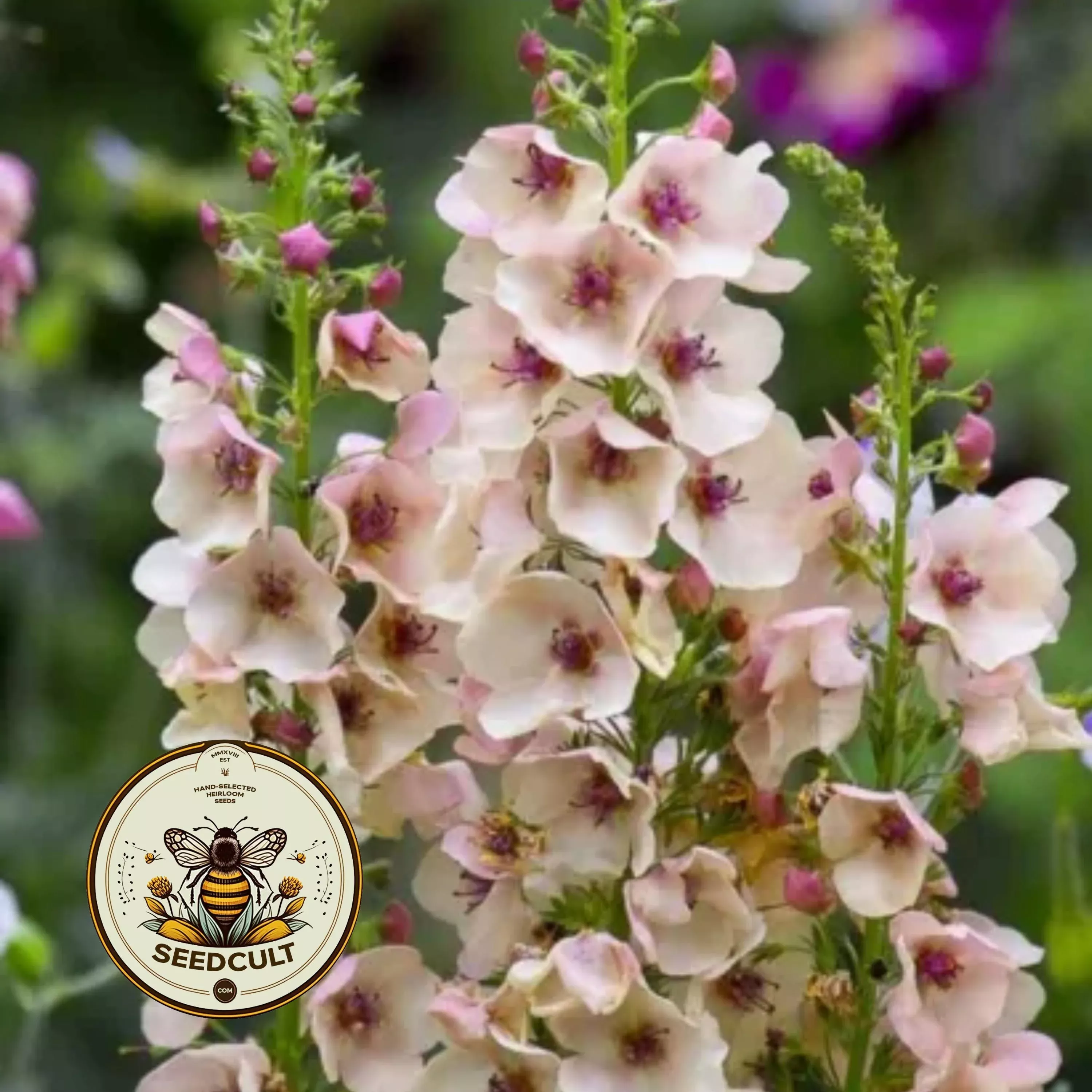 NEW! Southern Charm Mullein Seeds, Apricot, Peach Shades, Verbascum Hybrida VE0220P