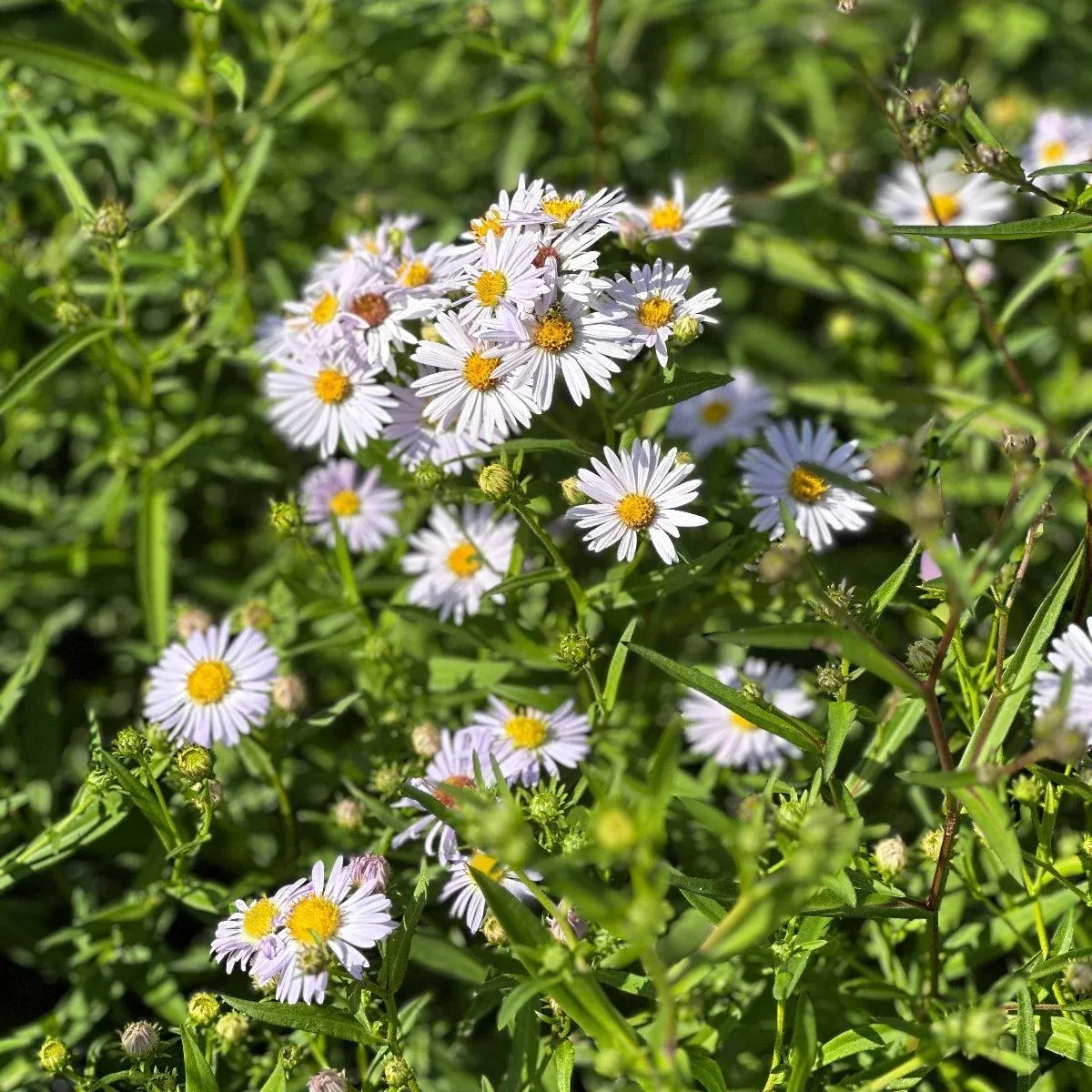 New York Aster