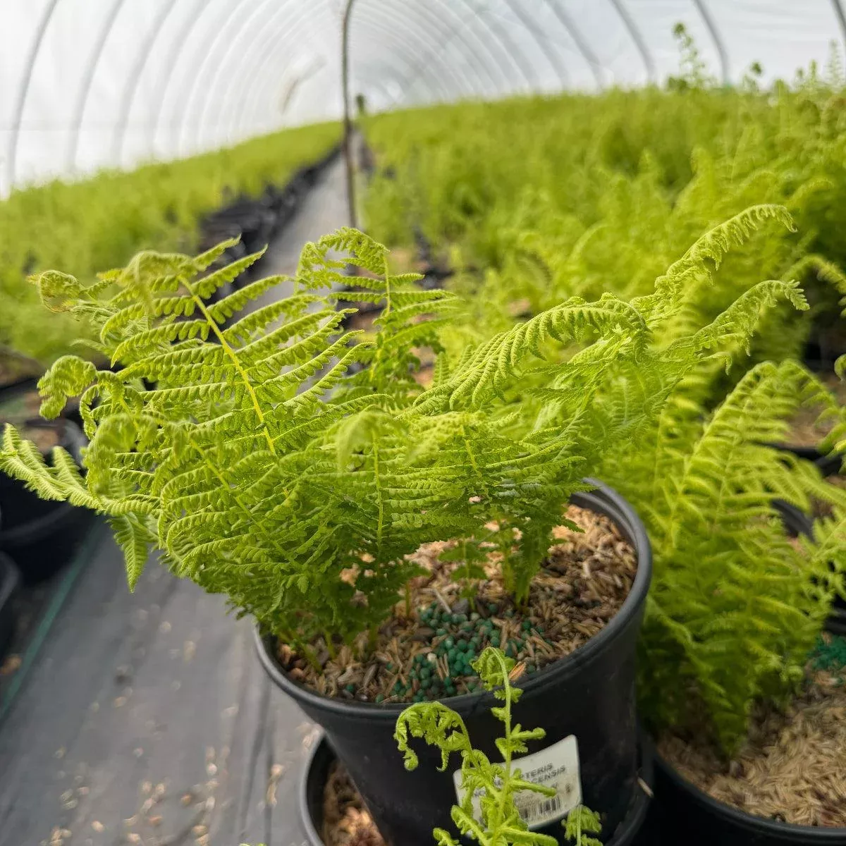 New York Fern