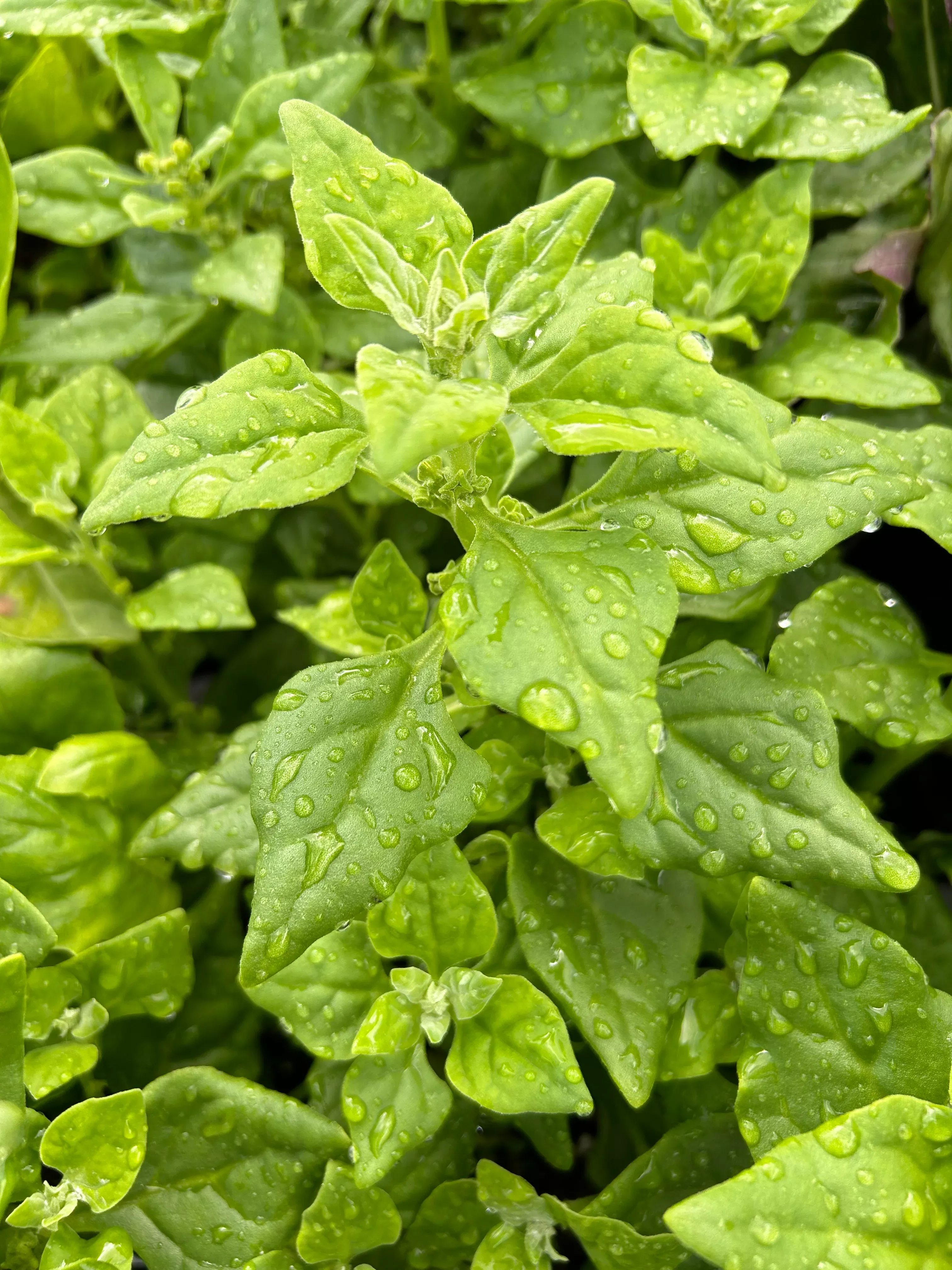 New Zealand Spinach