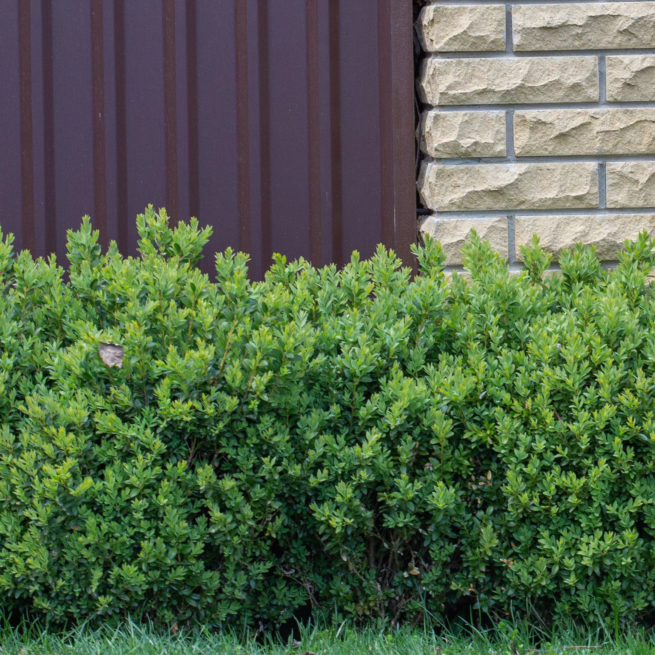 NewGen Freedom Boxwood