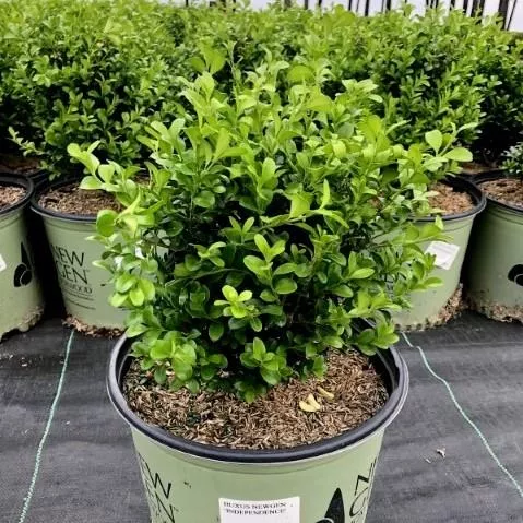 NewGen™ IndependenceBoxwood
