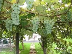 NIAGRA Vitis labruscaBUNCH GRAPE VINEWHITE SEEDLESS Zone 5