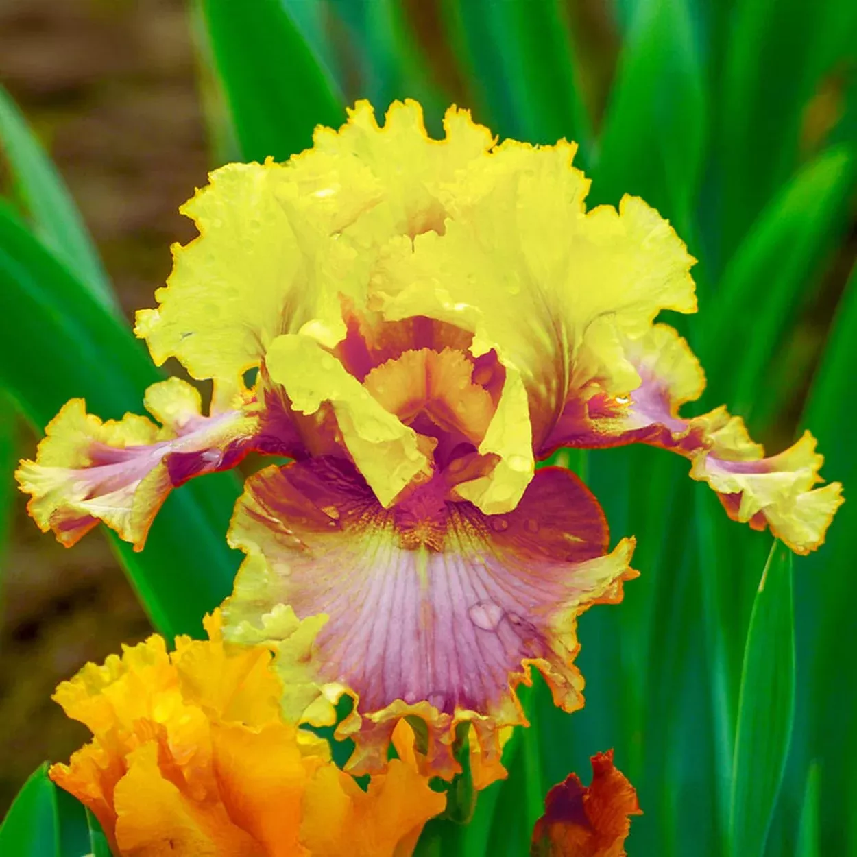 Nice Job Bearded Iris