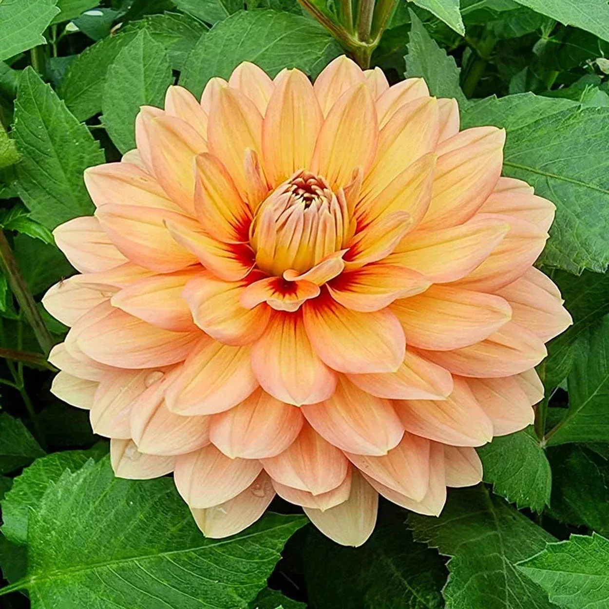 Nicholas Dahlia