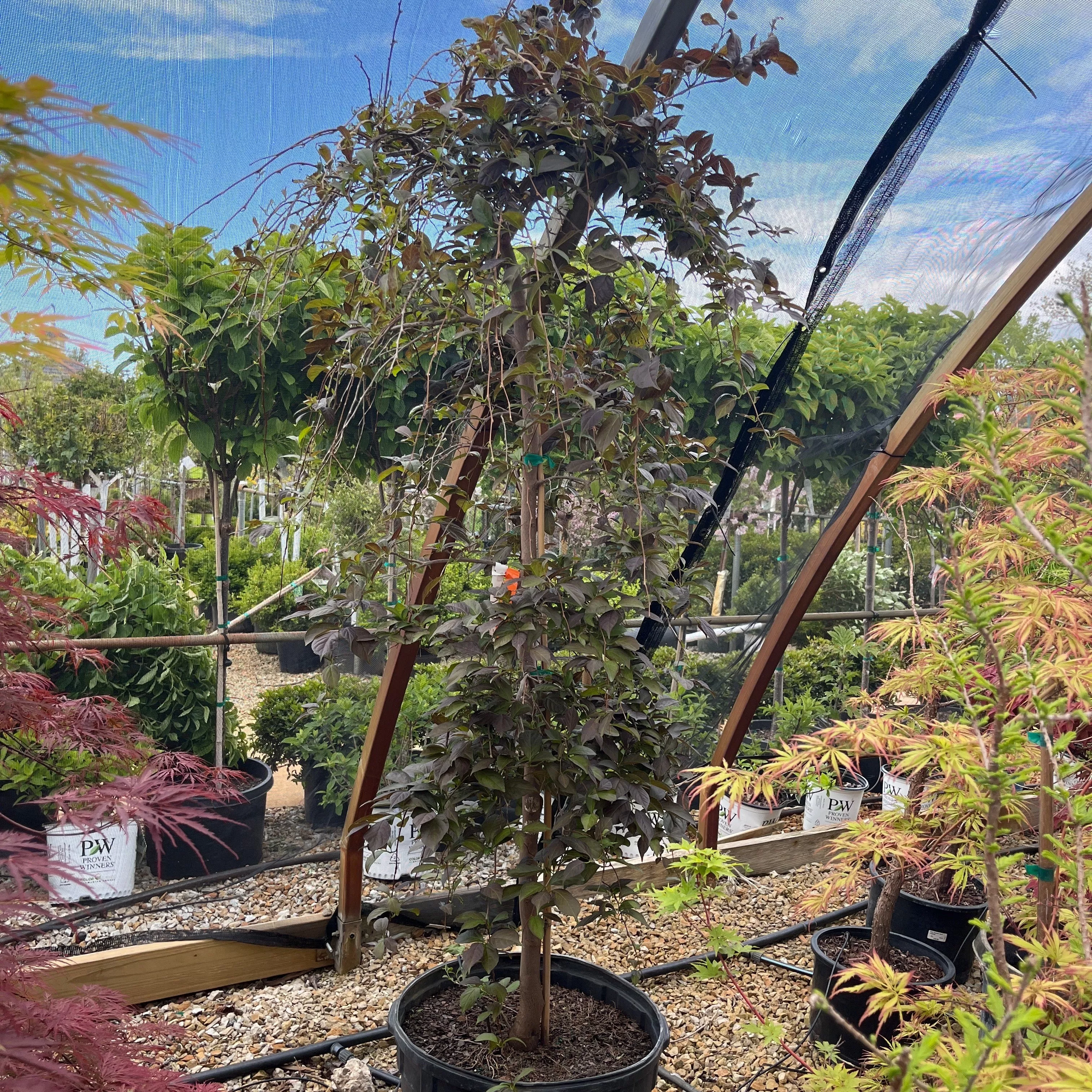 Nightfall Japanese Snowbell - Styrax japonicus - 20 Gallon Potted Tree