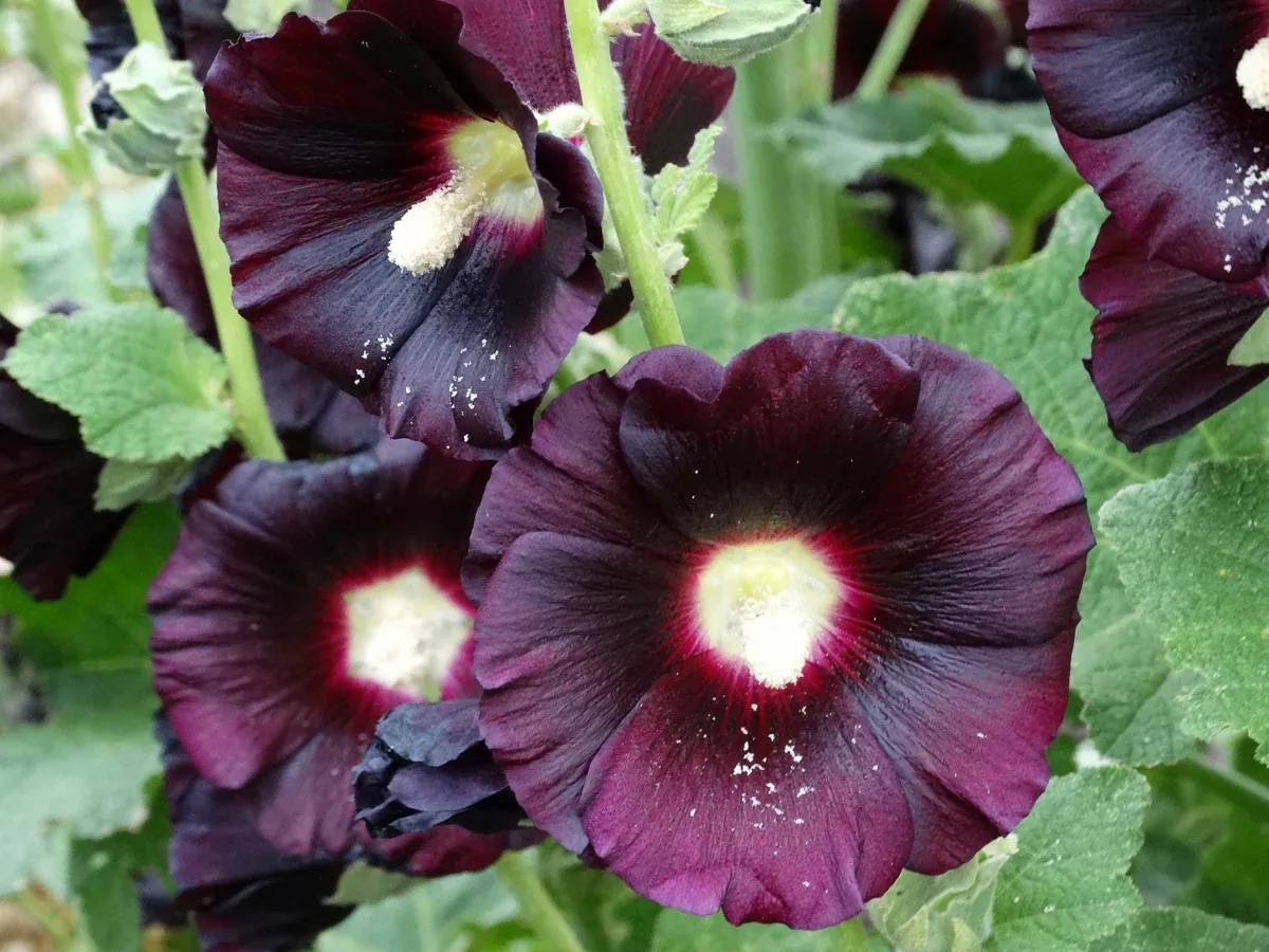 Nigra Hollyhock (1629)