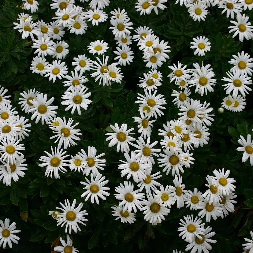 Nipponanthemum niponicum- Nippon Daisy