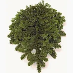 NOBLE FIR BOUGHS