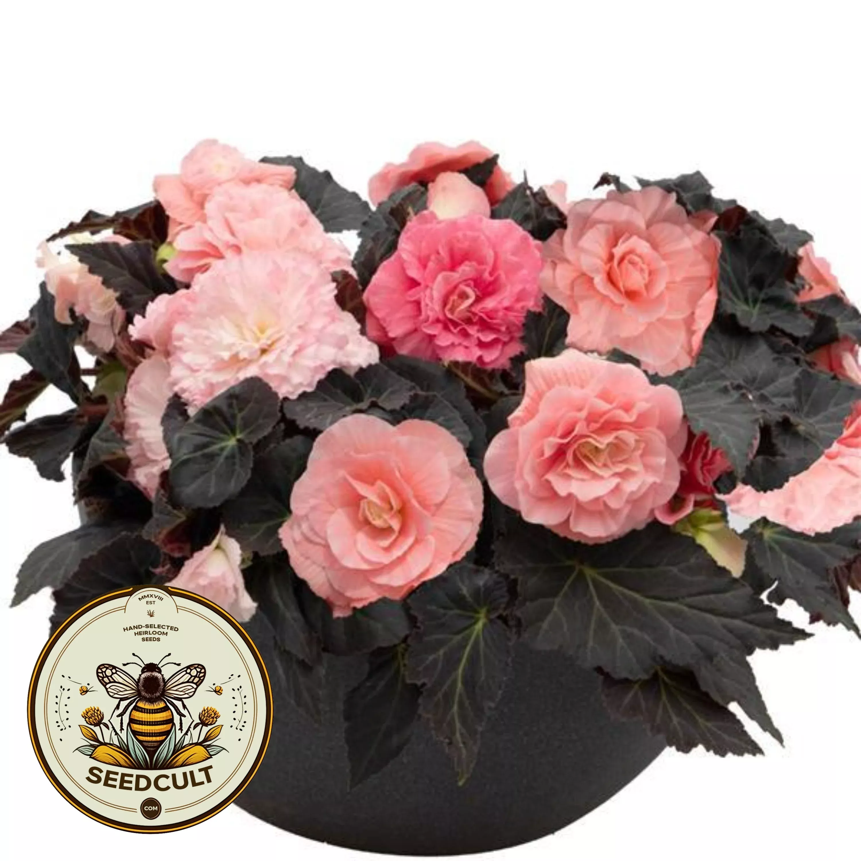Non Stop Mocca Light Pink Begonia Seeds, Black Foliage Begonia Tuberhybrida BG0520P