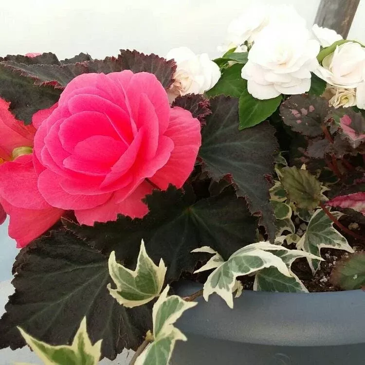 Non Stop Mocca Pink Begonia Seeds, Black Foliage Begonia Tuberhybrida BG0220P