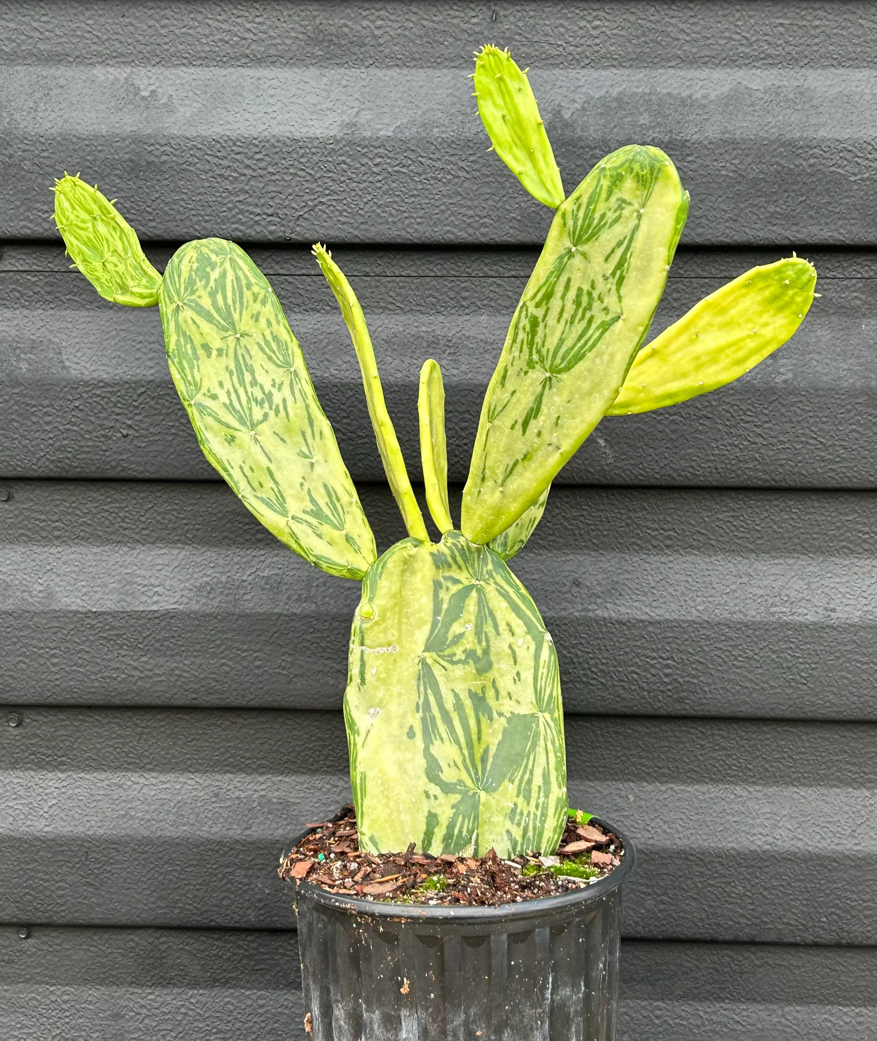 Nopales Plant