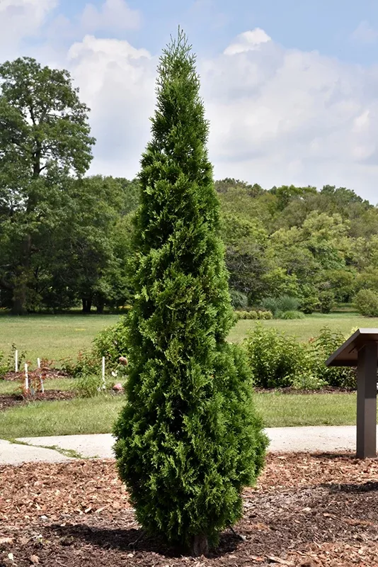 North Pole Arborvitae - Thuja occidentalis 'Art Boe' - Potted Tree (Multiple Sizes)