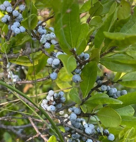 Northern Bayberry Seeds