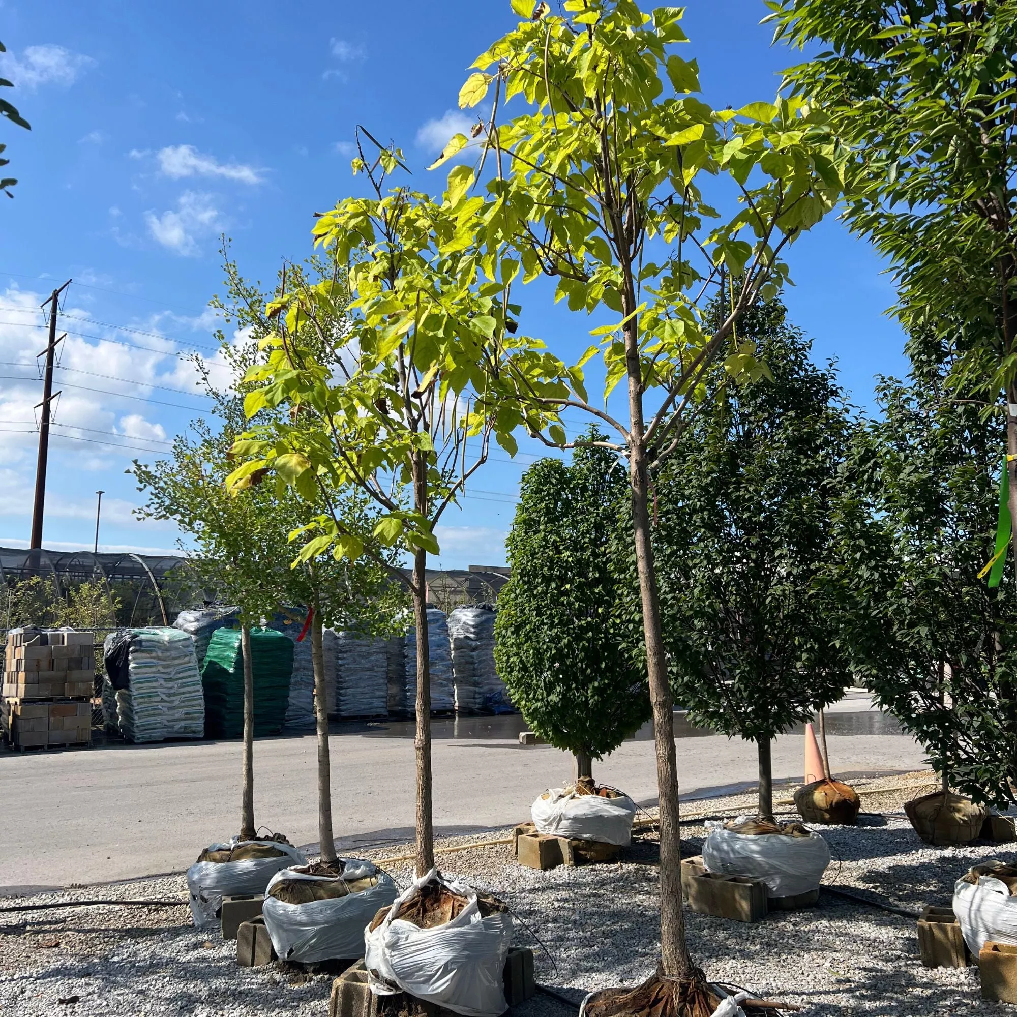 Northern Catalpa - Catalpa speciosa - 2" Caliper Ball & Burlap Tree