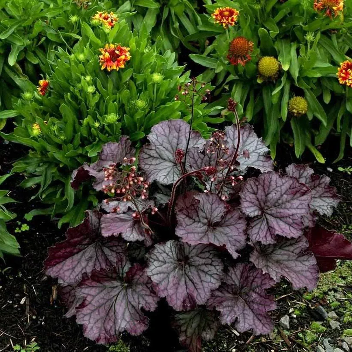 Northern Exposure Purple Coral Bells